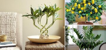5 indoor plants that attract money and good luck to the house are named