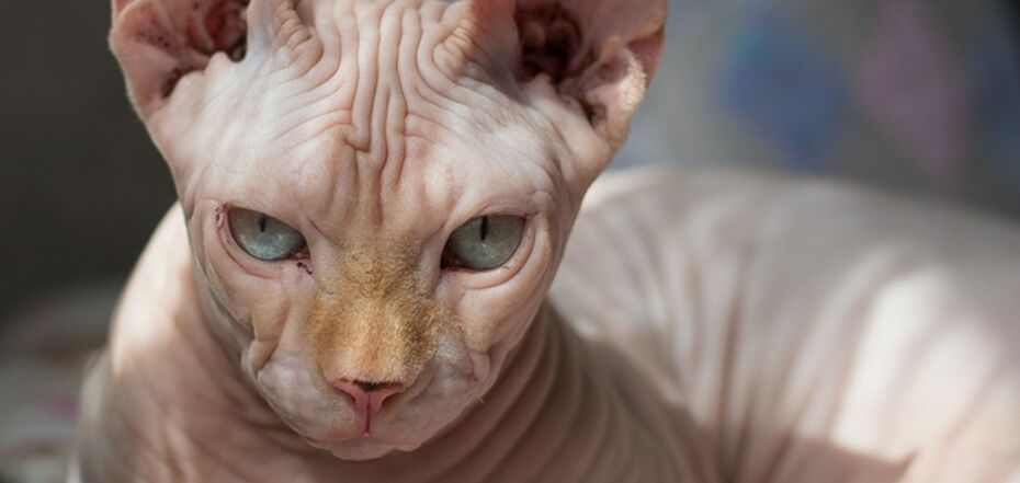 Яка порода сфінкса краща