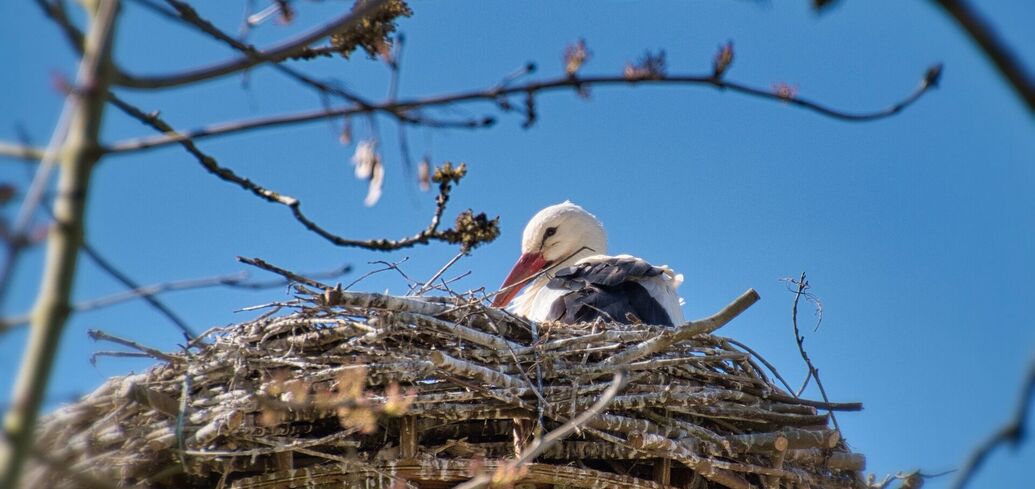 Пять птиц, имеющих хороший знак