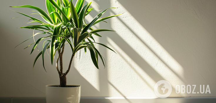 One of the most fashionable indoor plants in 2024 is named: it takes roots easily and grows fast