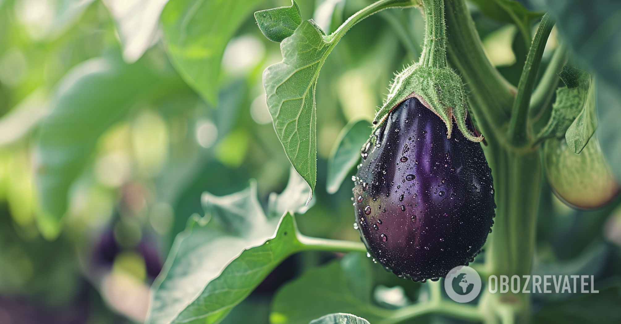 How to sow eggplants in January: seedlings will surprise everyone