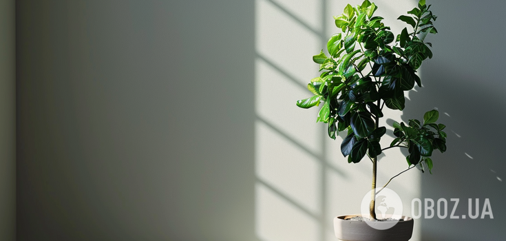 Where to put ficus plant in the apartment: tips for different species