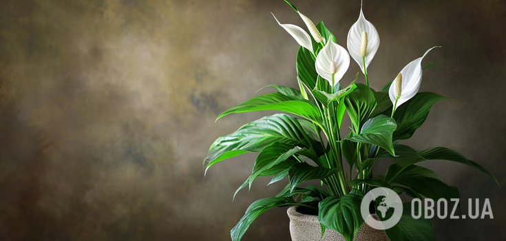 It will be a real decoration of the house: where to put the spathiphyllum so that it blooms more often