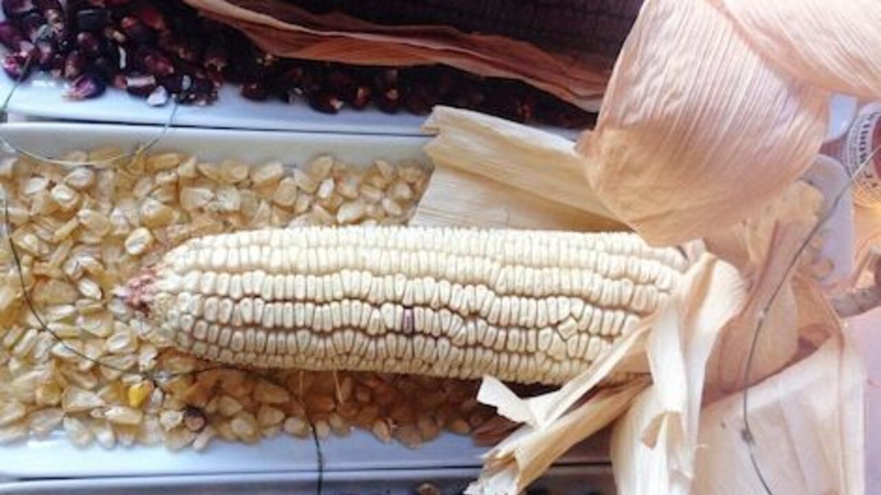 Чим корисна синя кукурудза і чому її варто включити у свій раціон