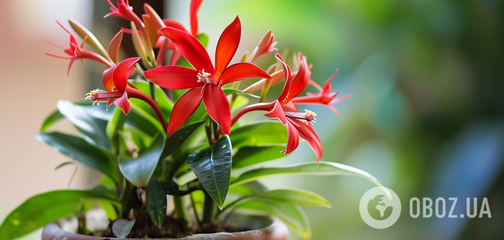 What exotic plants to grow in the apartment: photos
