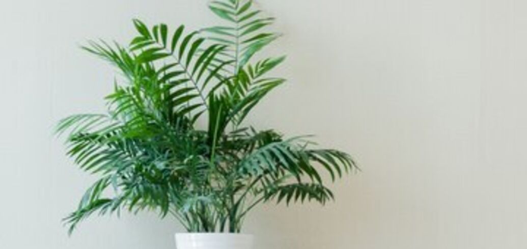 Способи врятувати кімнатну пальму