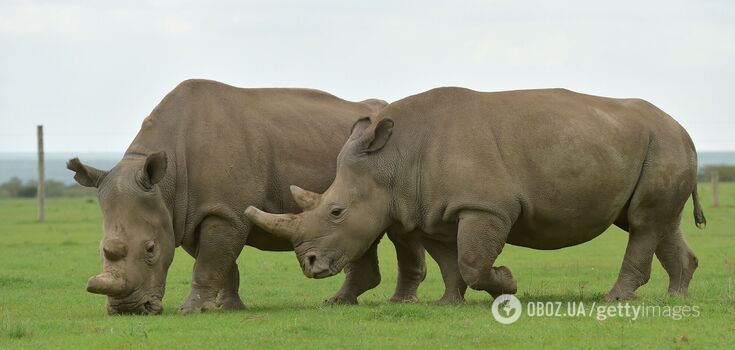 For the first time in history, scientists managed to fertilize a female rhino through IVF: this may save the threatened species