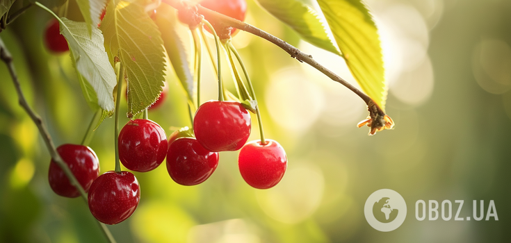 What you should not plant near a cherry tree: you will not see the harvest for years