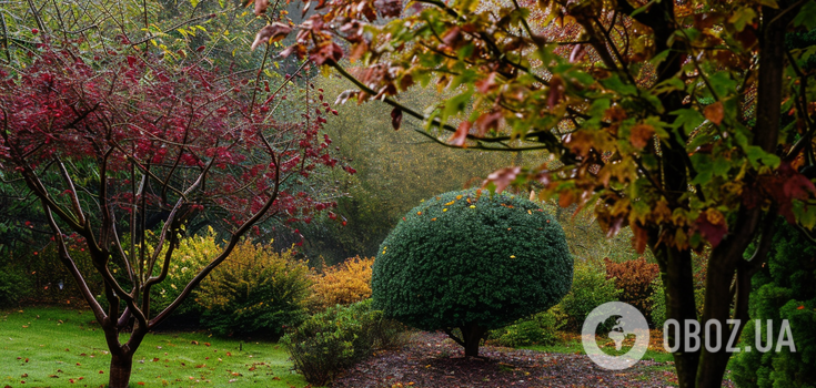 How to properly prune trees in the garden: the rule of three Ds