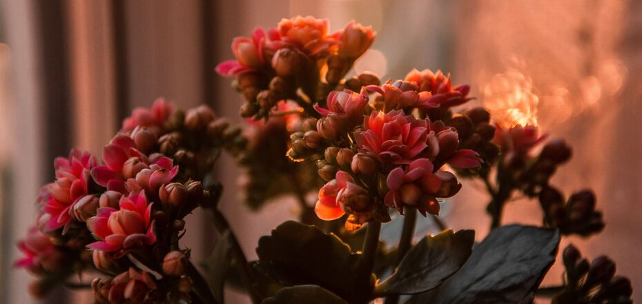 Збережіть життєздатність і красу каланхое