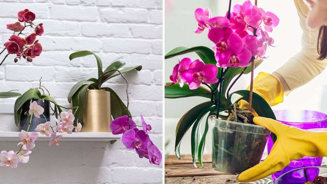 What prevents the orchid from blooming: why buds dry without blooming