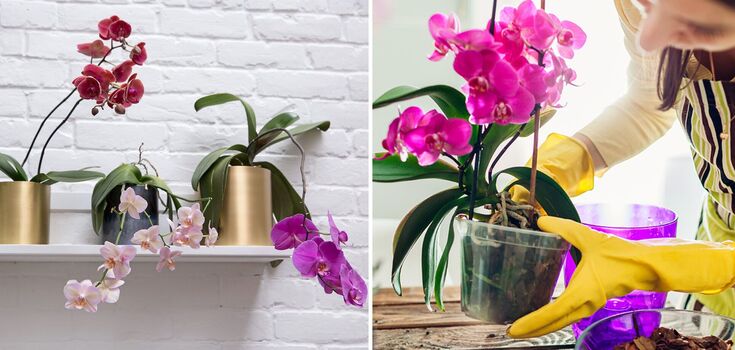 What prevents the orchid from blooming: why buds dry without blooming