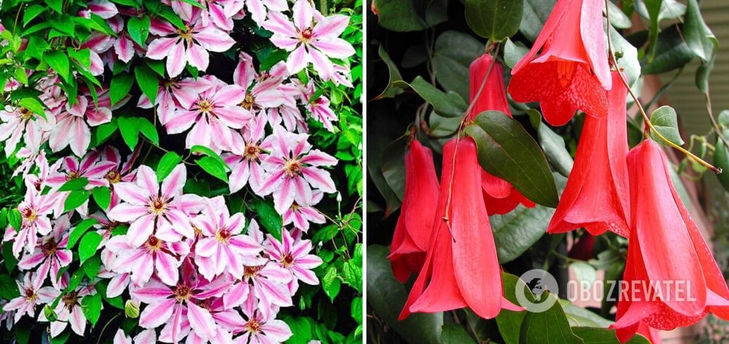 Ideal for the shade: a selection of climbing plants for the garden