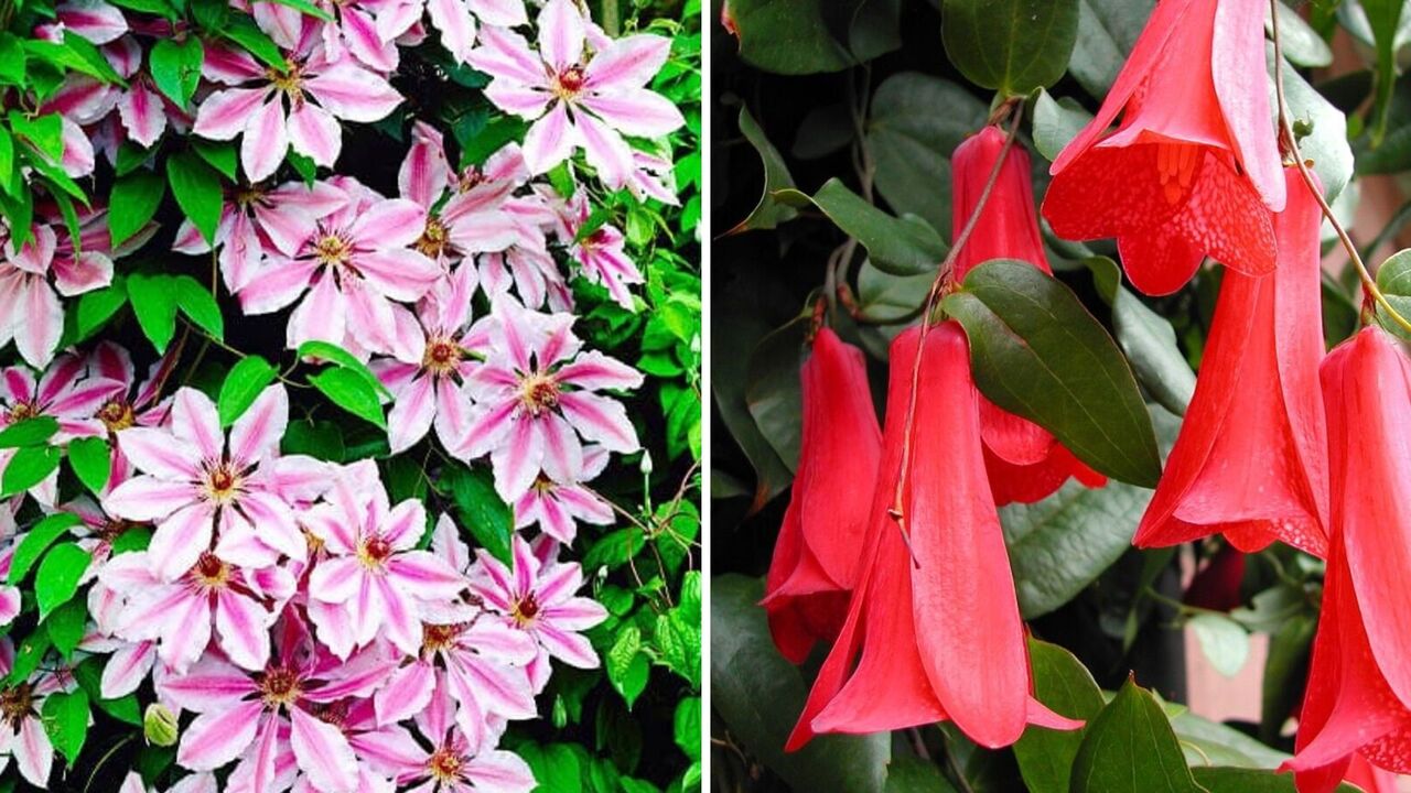 Ideal for the shade: a selection of climbing plants for the garden