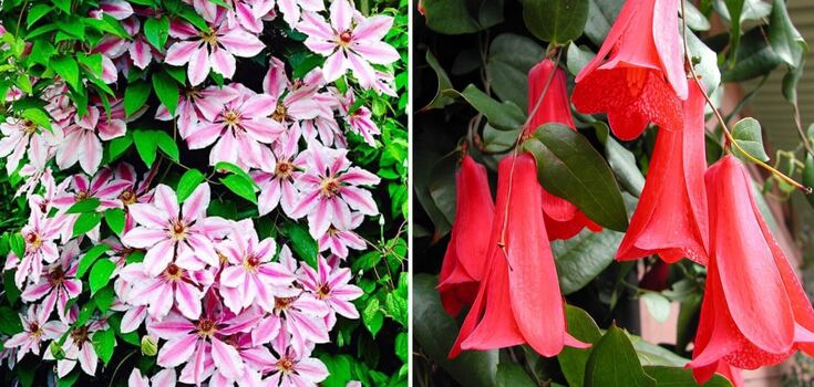 Ideal for the shade: a selection of climbing plants for the garden