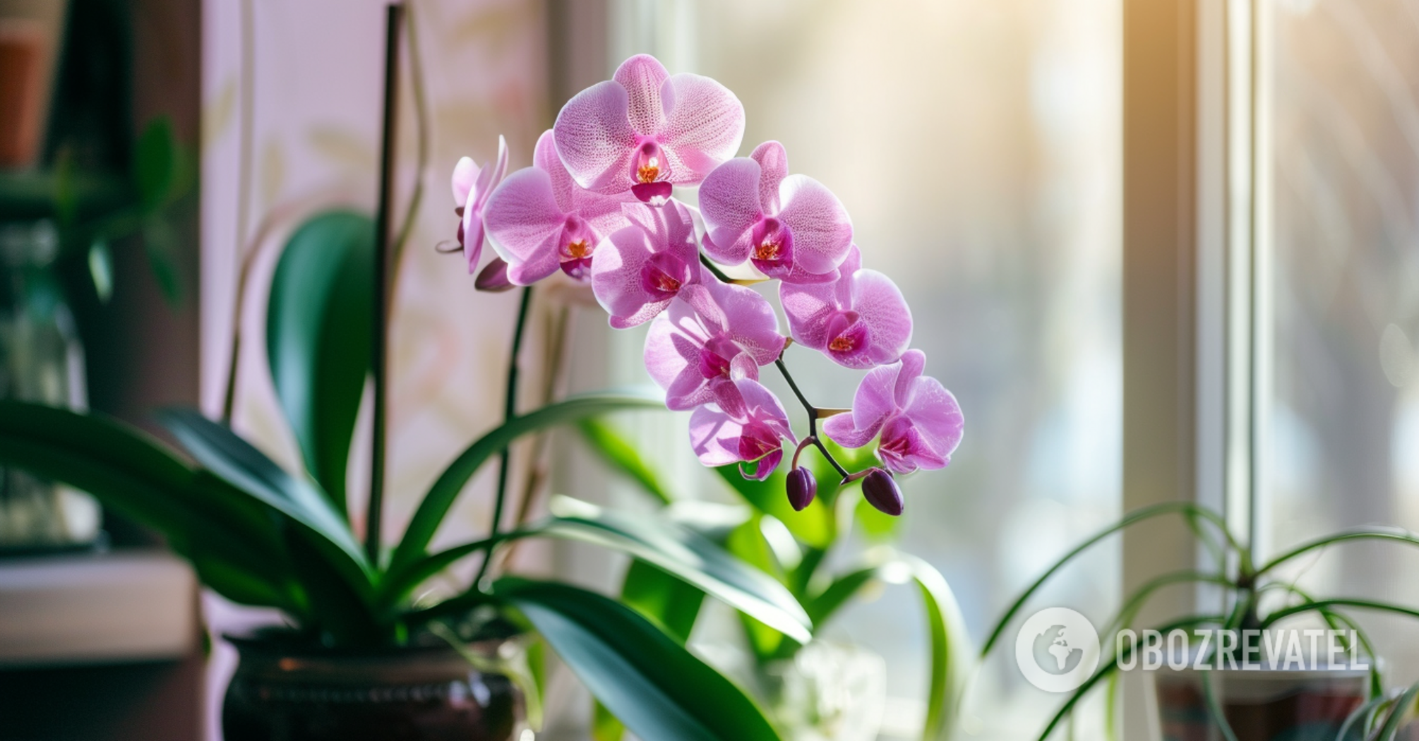 Will bloom for long: where to put orchids in the apartment