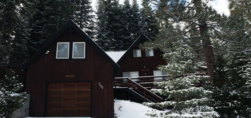 Все "за" и "против" выращивания сосен