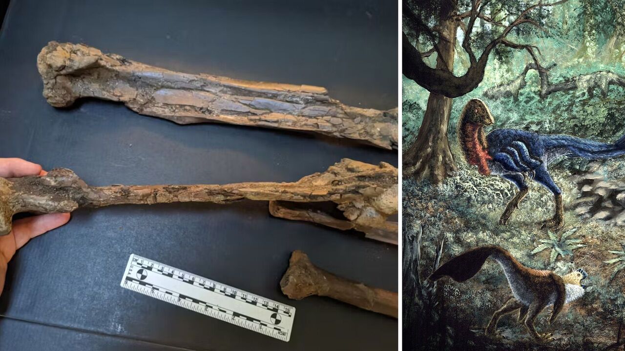 A student bought dinosaur remains online that turned out to be of a new species
