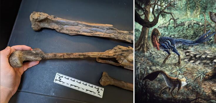A student bought dinosaur remains online that turned out to be of a new species