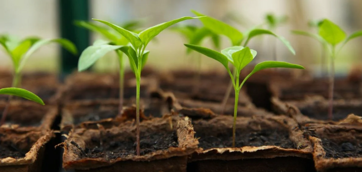 What to sow for seedlings in February: a list of vegetables, greens and flowers