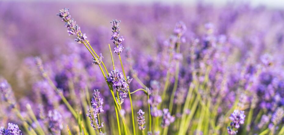 Прикмети про лаванду