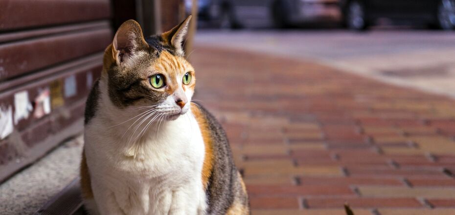 Прикмети про кішку