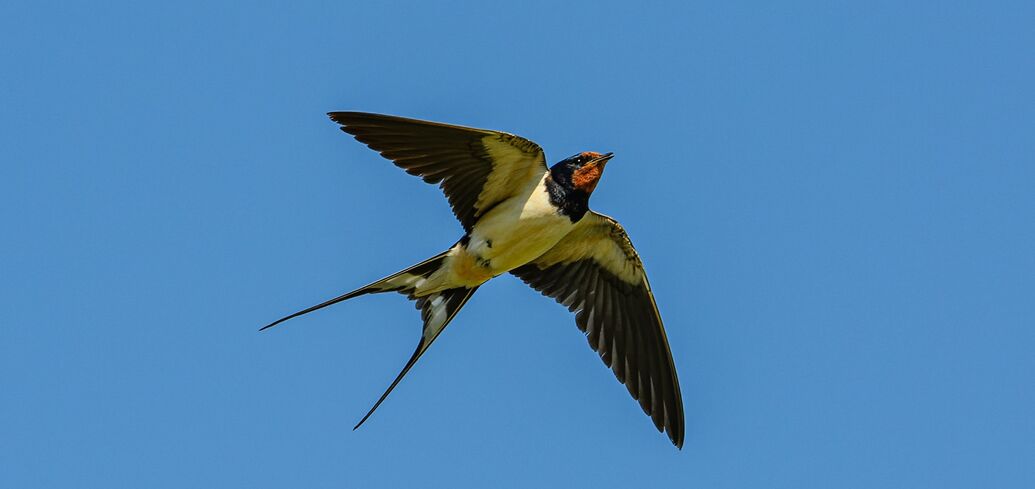 Прикмети про ластівку