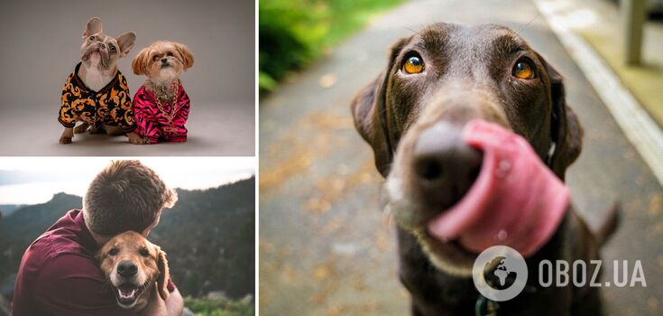 Scientists have found the closest relative to dogs: what is known about the discovery