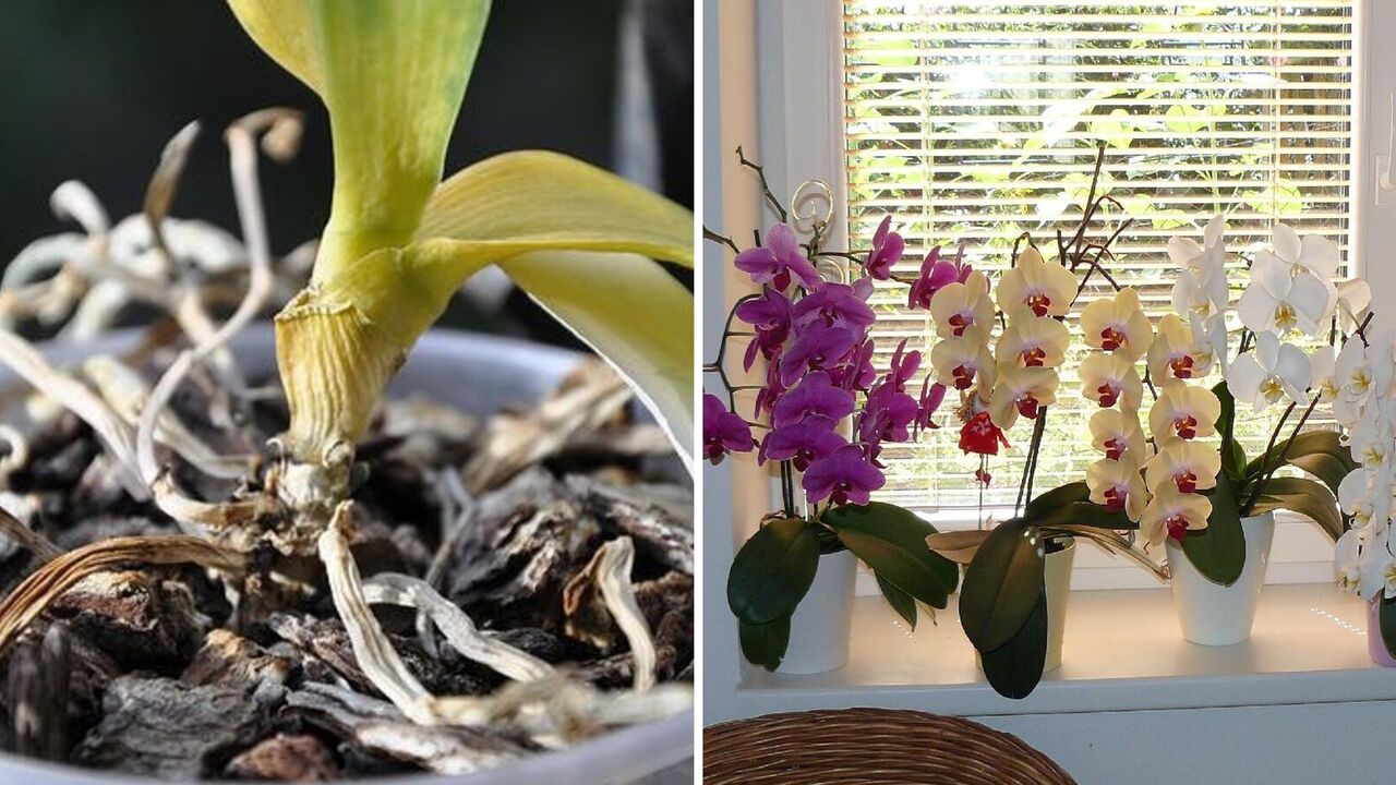 Jak uratować suchą orchideę w ciągu kilku dni: roślina zakwitnie ponownie