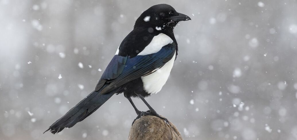 Прикмети та повір'я