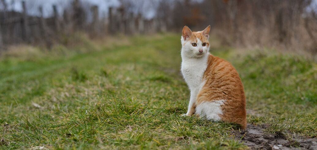 Практичні поради, як утримати котів на відстані