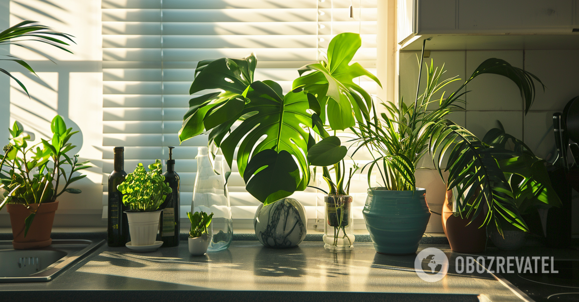 Forget about dust and toxins: which houseplants purify the air