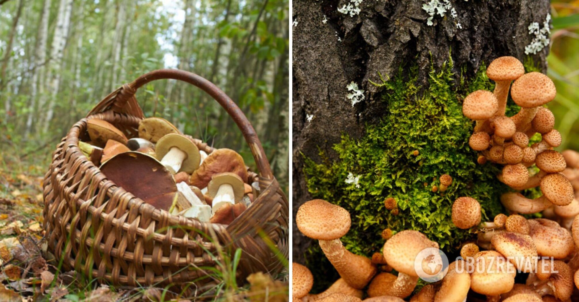 How to prepare fairy ring mushrooms for frying or pickling