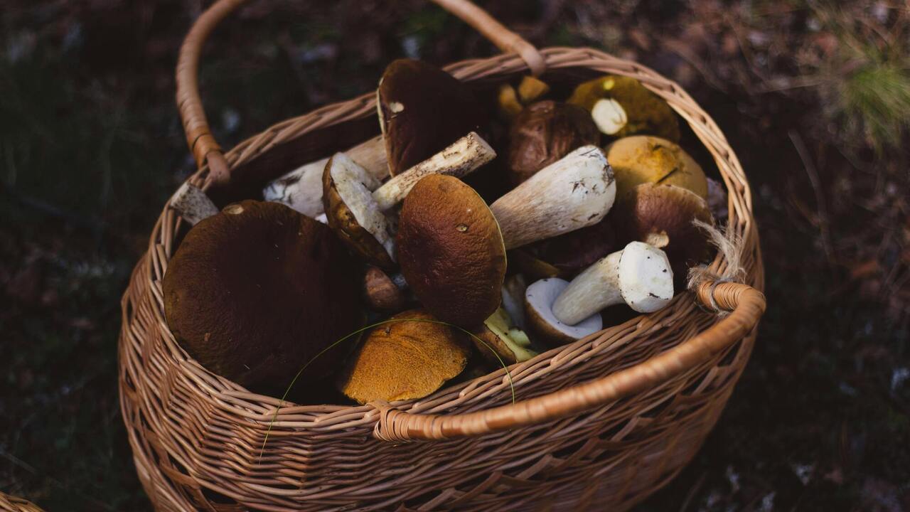 How to dry porcini mushrooms in the oven and in sunlight