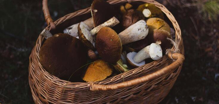 How to dry porcini mushrooms in the oven and in sunlight