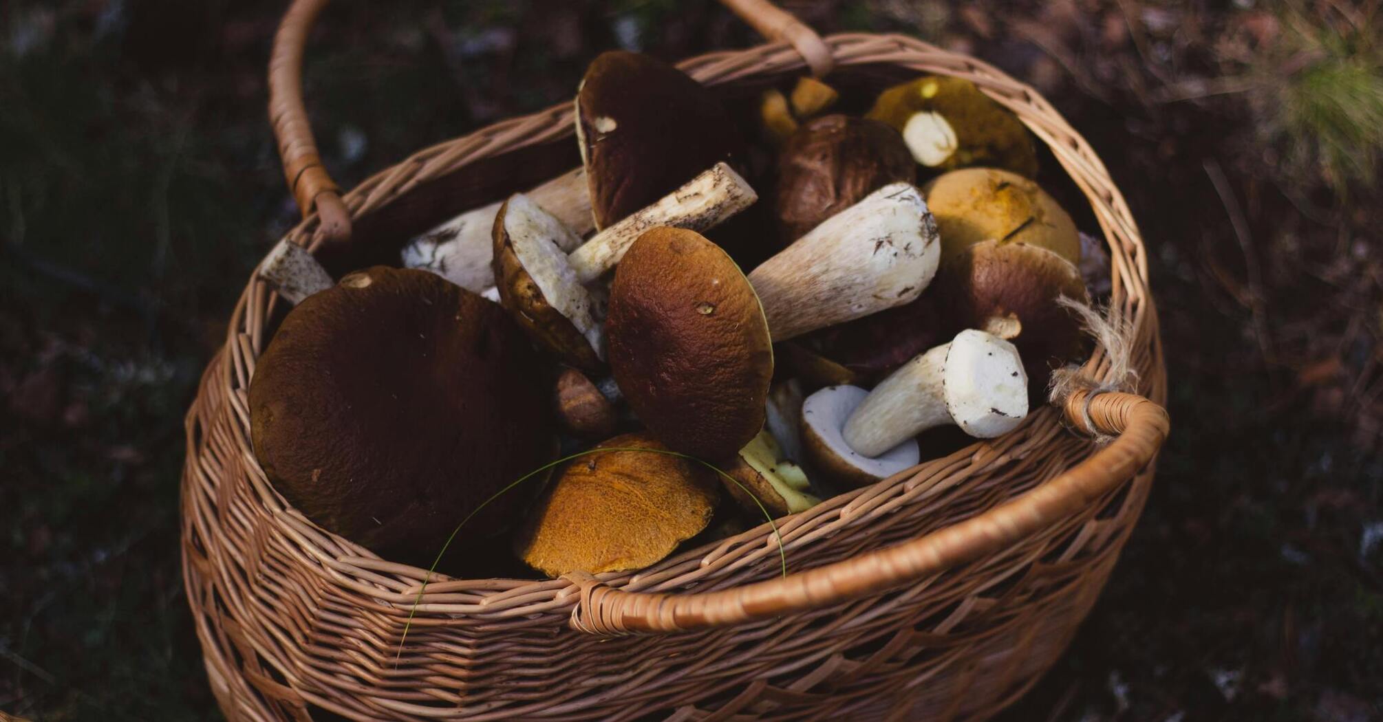 How to dry porcini mushrooms in the oven and in sunlight