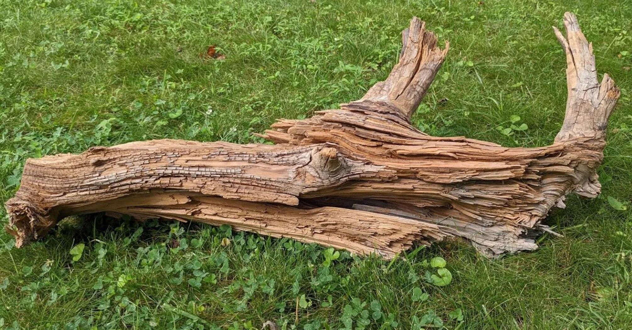 Scientists: Log found in Canada may contain secrets of climate change fight