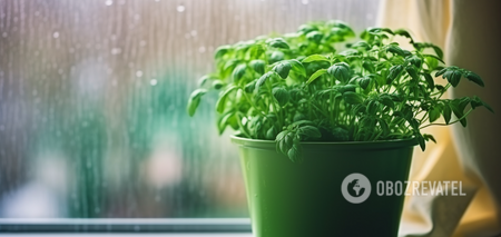 Prosty środek kuchenny pomoże: jak pozbyć się kondensacji na oknach