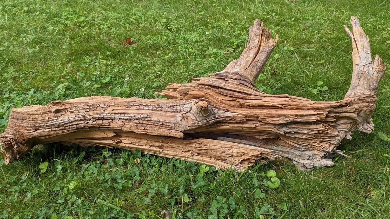 Naukowcy: Kłoda znaleziona w Kanadzie może zawierać tajemnice walki ze zmianami klimatu