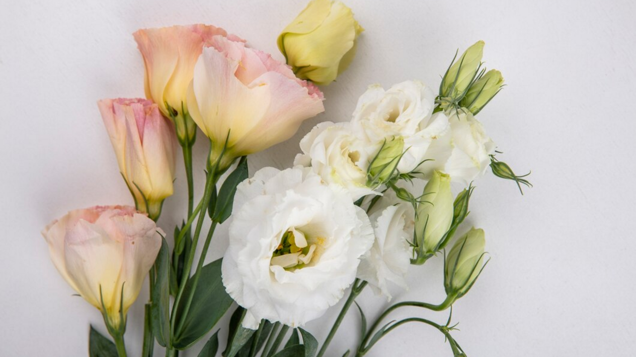 How to grow Lisianthus at home: when to sow seeds for seedlings