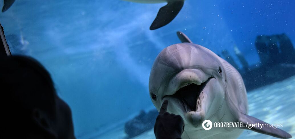 Do dolphins really smile and why an open mouth is not always a sign of a good mood