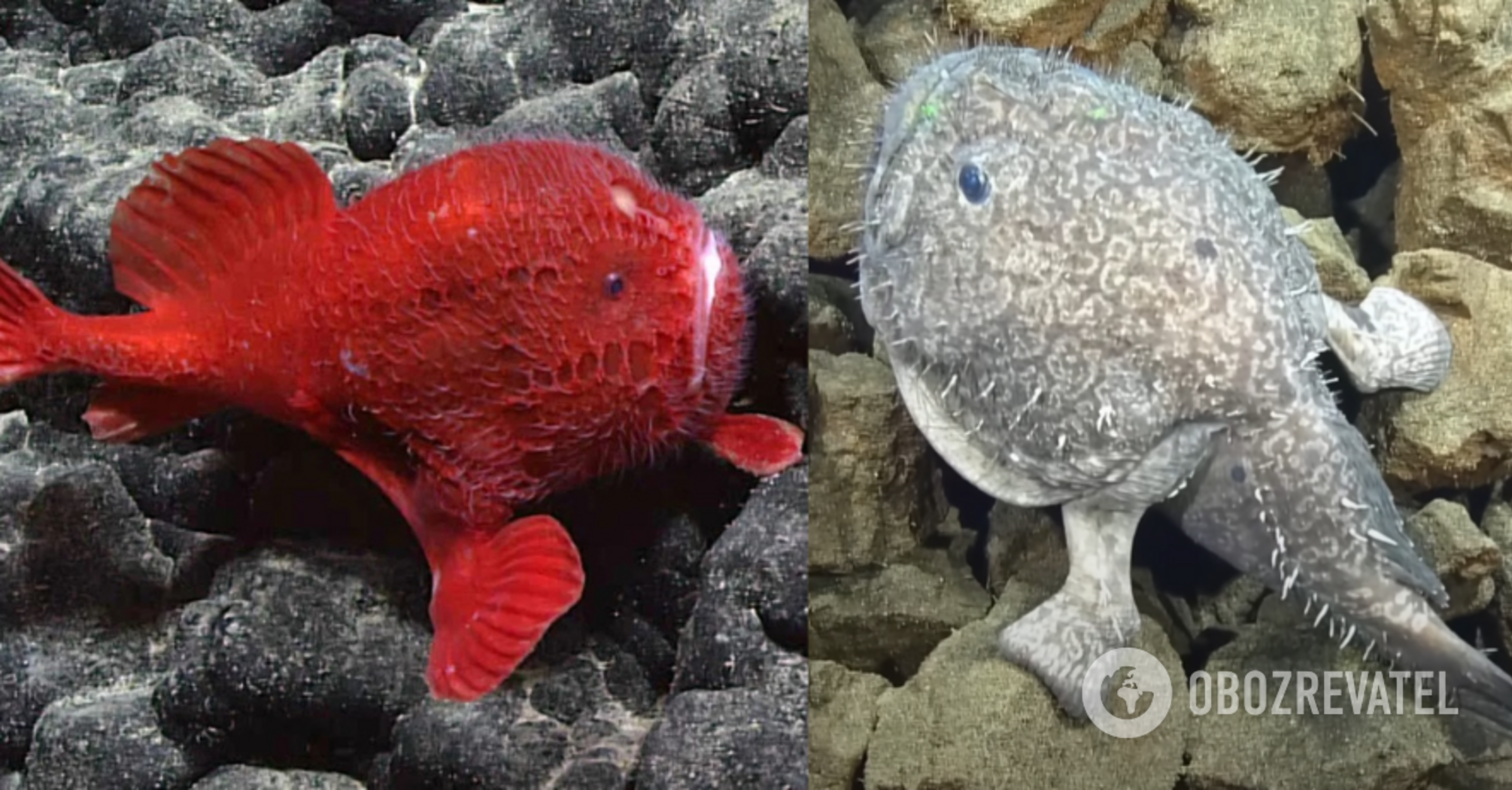 Creatures unknown to science have been discovered in the Pacific Ocean: among them are a bright red frog and a bat fish. Video