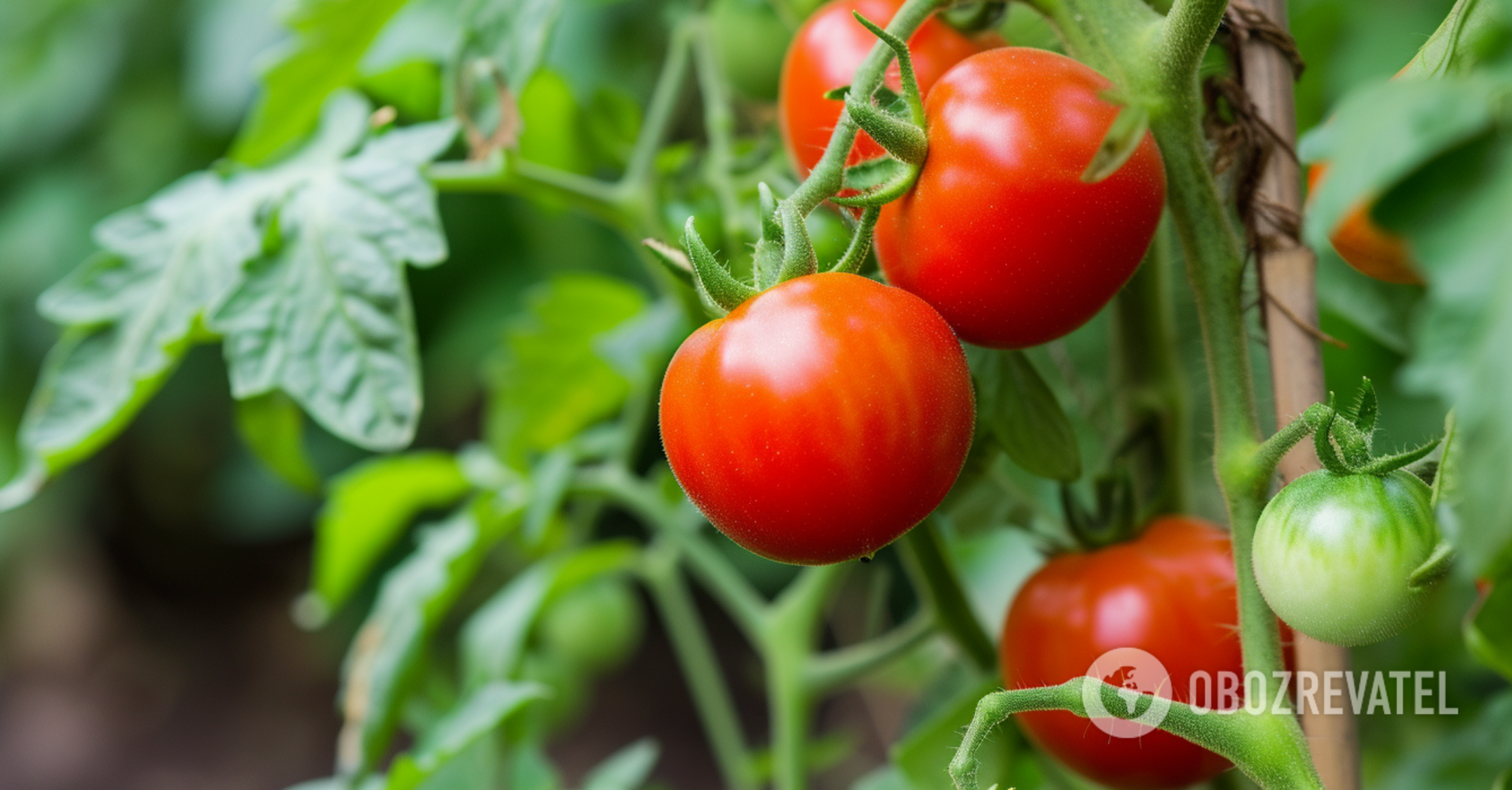 Forget about spring seedlings: how to winter-sow tomatoes