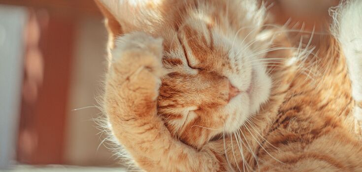 Why cats "talk": learning to understand your feline