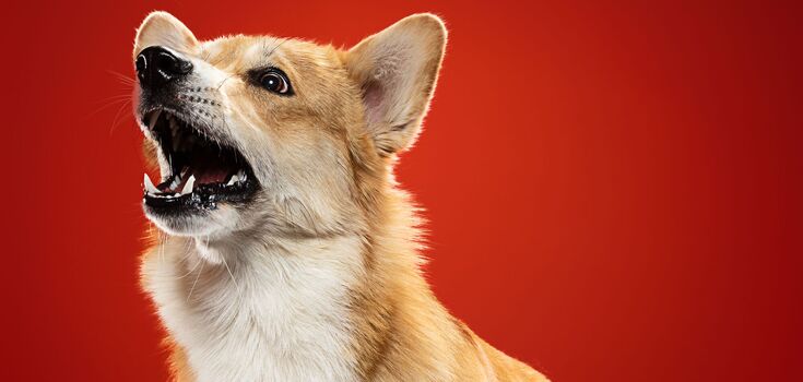 Dog expert names the most dangerous dog breed in the world