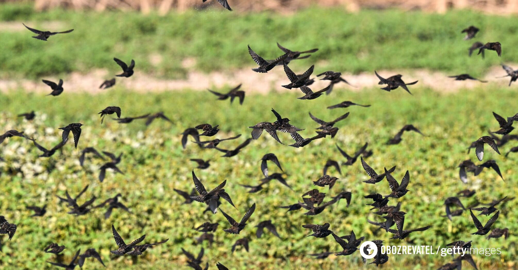 Scientists have confirmed the extinction of 610 bird species, with a thousand more disappearing by 2224: why it will be a real environmental disaster