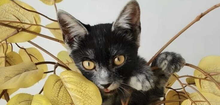 A new species of cat was discovered in the Carpathians. Photo