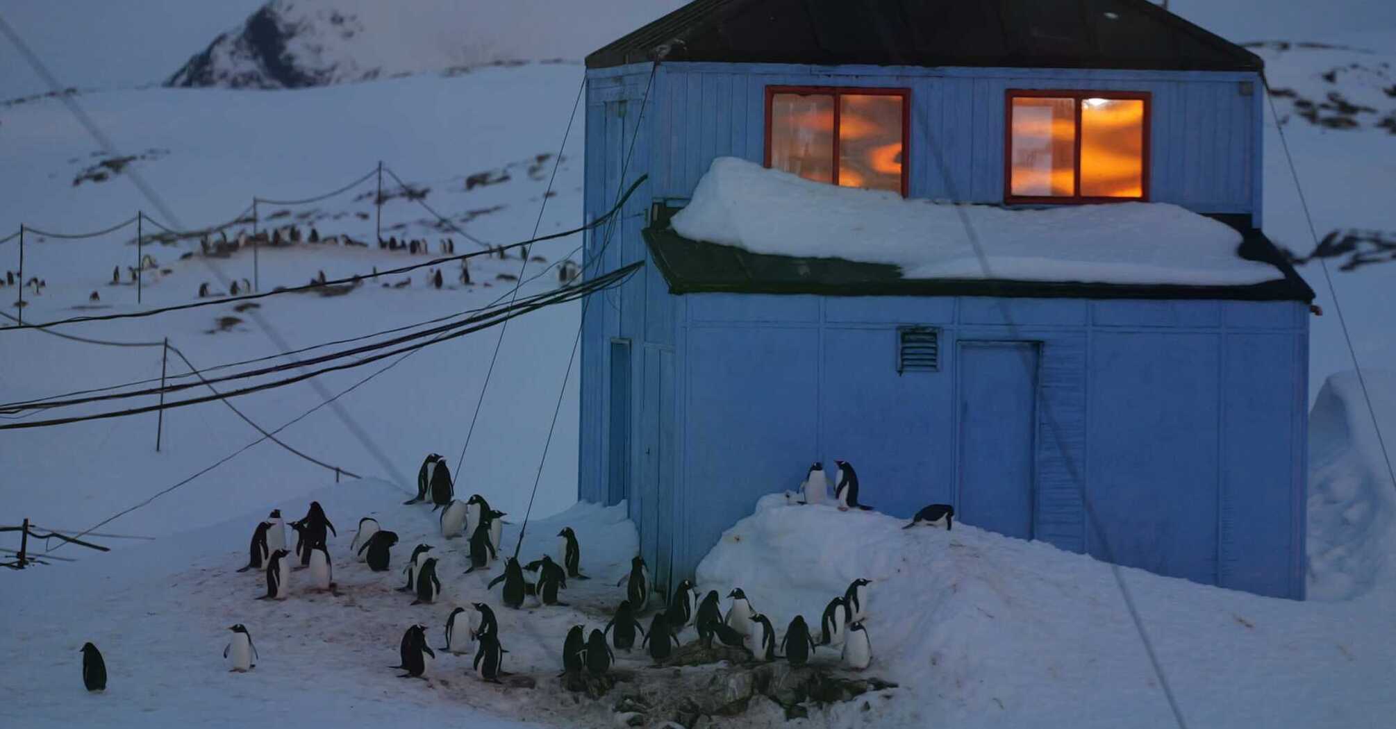 The great return of penguins: almost four thousand birds have occupied the Akademik Vernadsky station. Photo