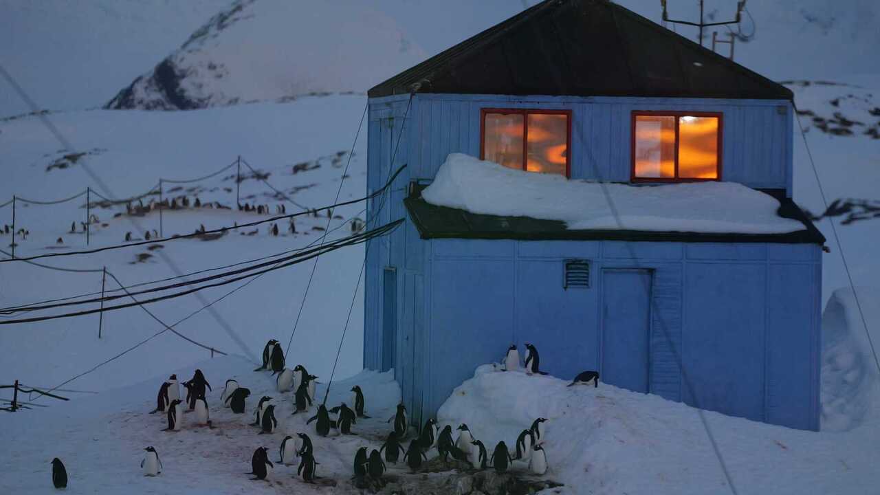 The great return of penguins: almost four thousand birds have occupied the Akademik Vernadsky station. Photo