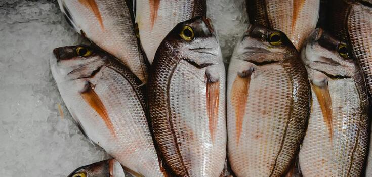 Fresh fish